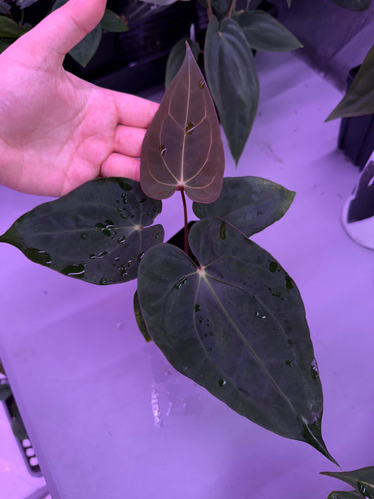 (#1486) Anthurium pap “Voldemort” s1 x carlablackiae “Arachne”