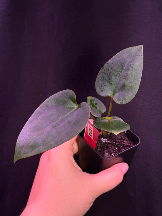 (#827) Anthurium gx. "World War"
