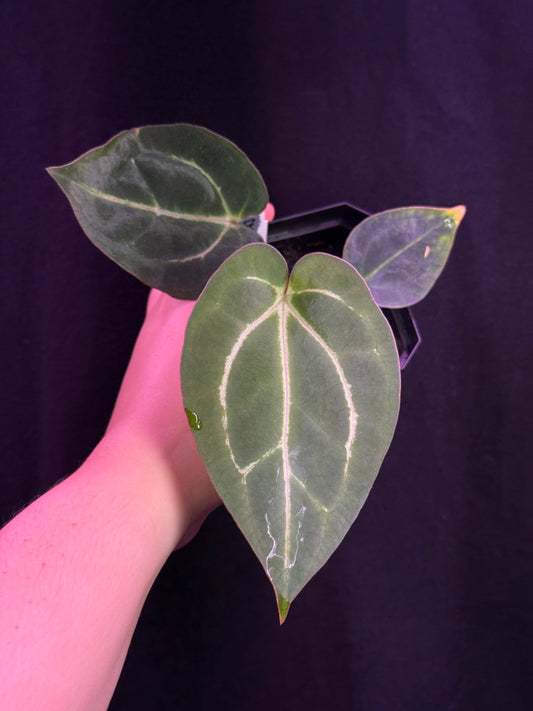 (#843) Anthurium carlablackiae (Round x GPH #1) x "Heinz"