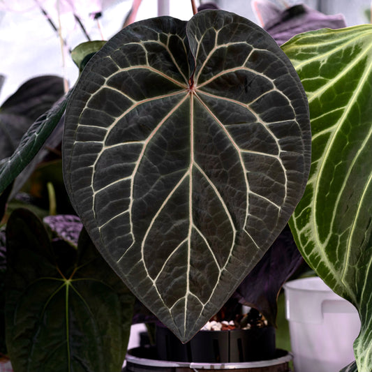 Growers choice: Anthurium noid "Dark Web" x antolakii "RA5"