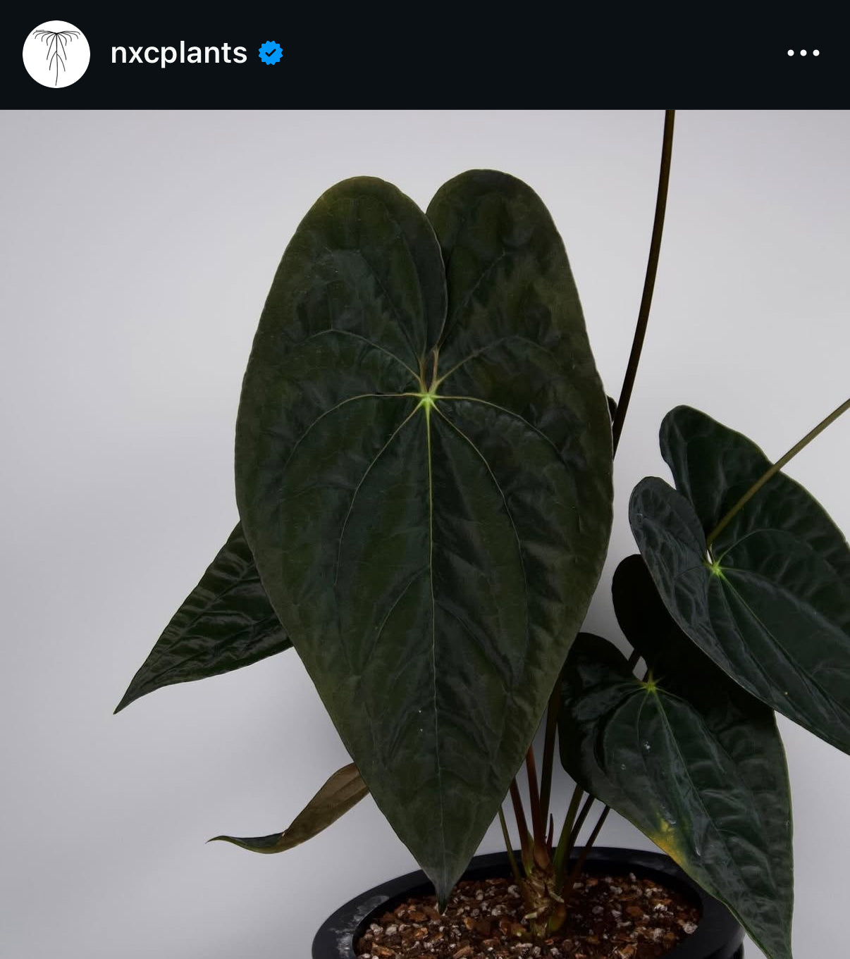 (#1486) Anthurium pap “Voldemort” s1 x carlablackiae “Arachne”