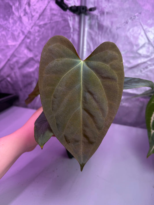 (#181) Anthurium gx. “World War” by Burgal Flowering Farmstead