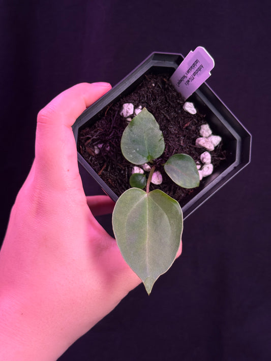 (#850) Anthurium FTG s1 x (carlablackiae x "Soul Reaper")