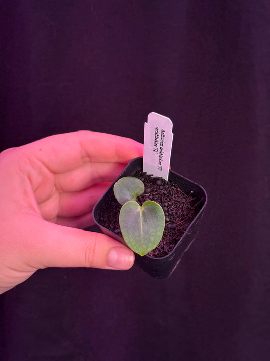 (#841) NEW Anthurium carlablackiae “T5” x carlablackiae "T2"