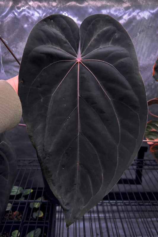 Growers choice: (AOS x BVEP) x carlablackiae “Quarterpounder”
