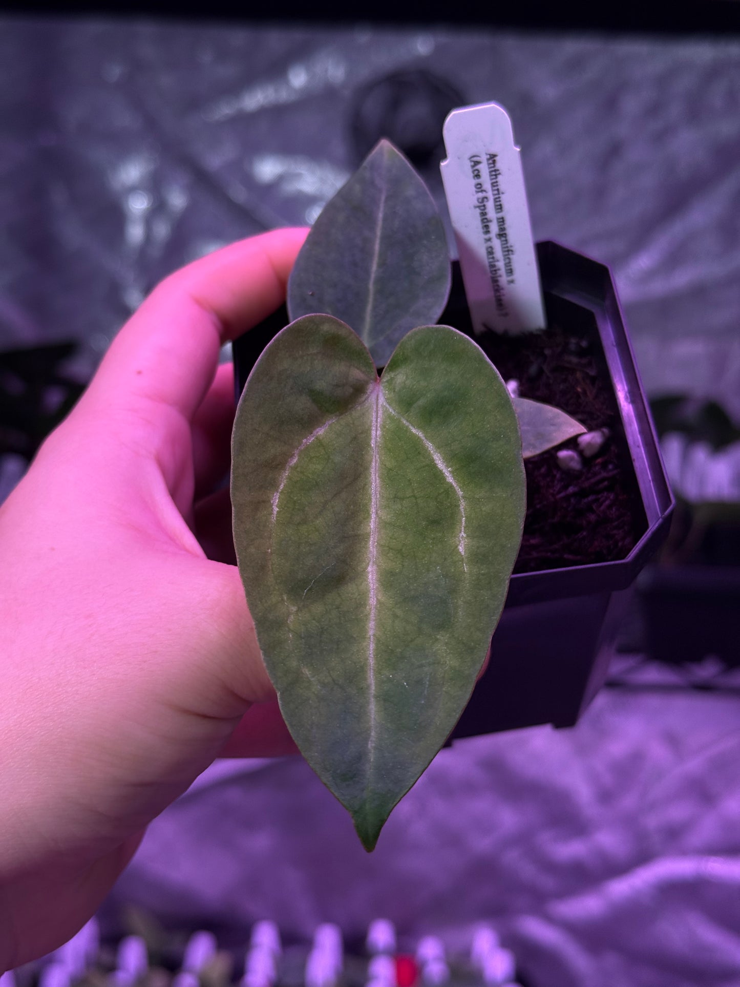 Growers choice: Anthurium magnificum x (Ace of Spades x carlablackiae)