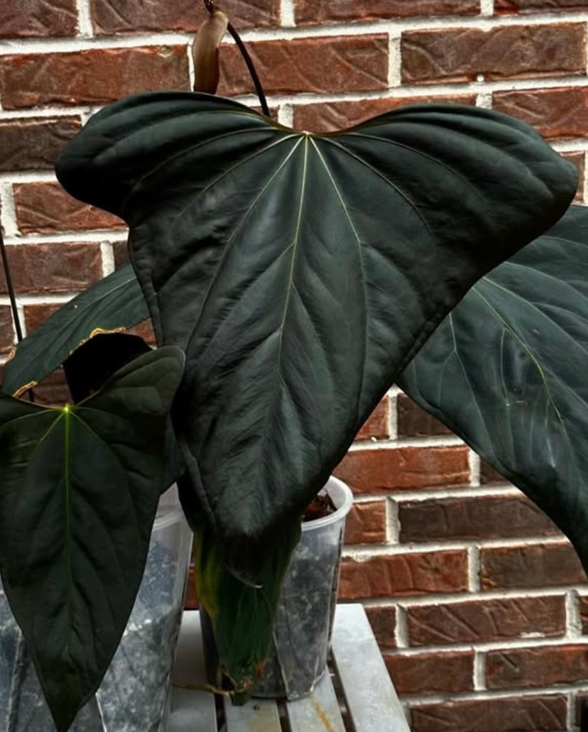 (#181) Anthurium gx. “World War” by Burgal Flowering Farmstead