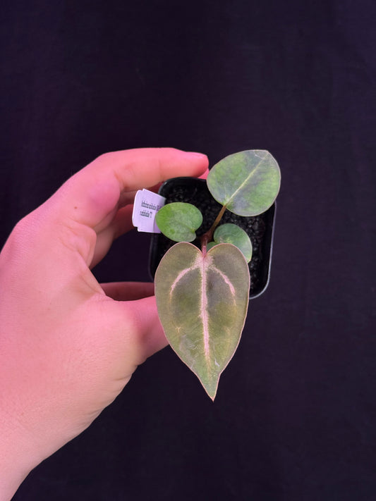(#826) Anthurium carlablackiae (OG5 x RA4) x carlablackiae “T1” seedling