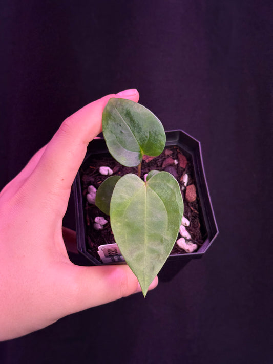 (#833) Anthurium papillilaminum "Voldemort" x self