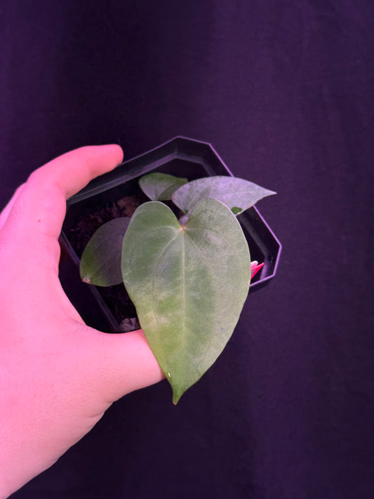 (#838) Anthurium (AOS x BVEP) x papillilaminum "Voldemort"