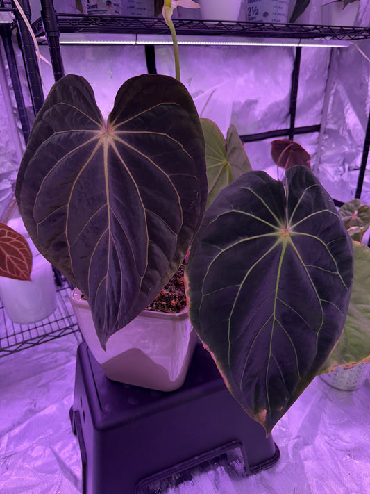 *NEW* Growers choice: (BVEP “Round” x carlablackiae “GPH001”) x besseae aff “T1” seedling