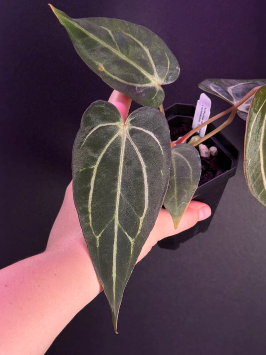 (#1546) Anthurium carlablackiae “T1” x “PM1”