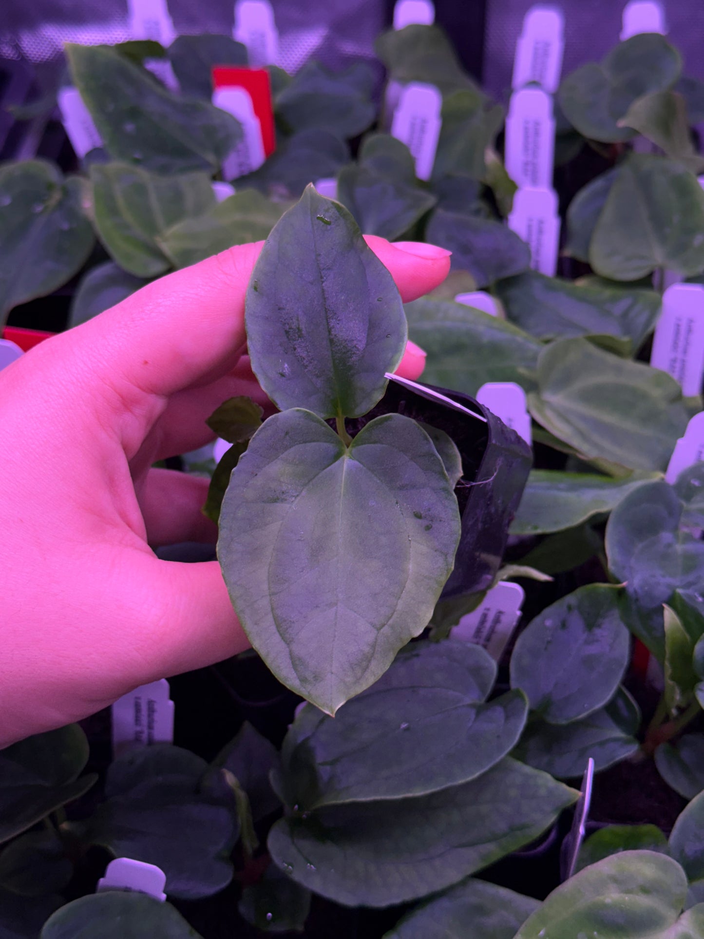 ❕NEW❕Growers choice: Anthurium antolakii “T1” x “RA5”