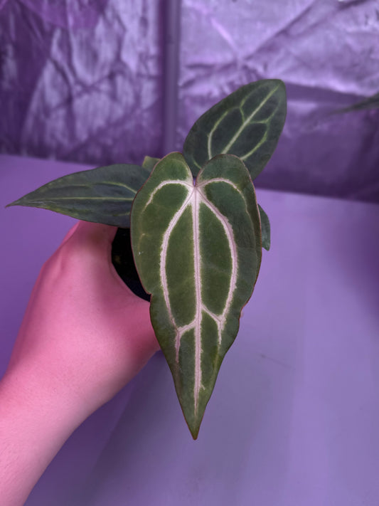 (#1450) Anthurium carlablackiae