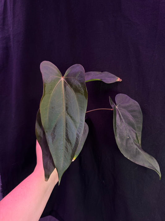 (#845) Anthurium (carlablackiae x portillae) x sp. nov. DF