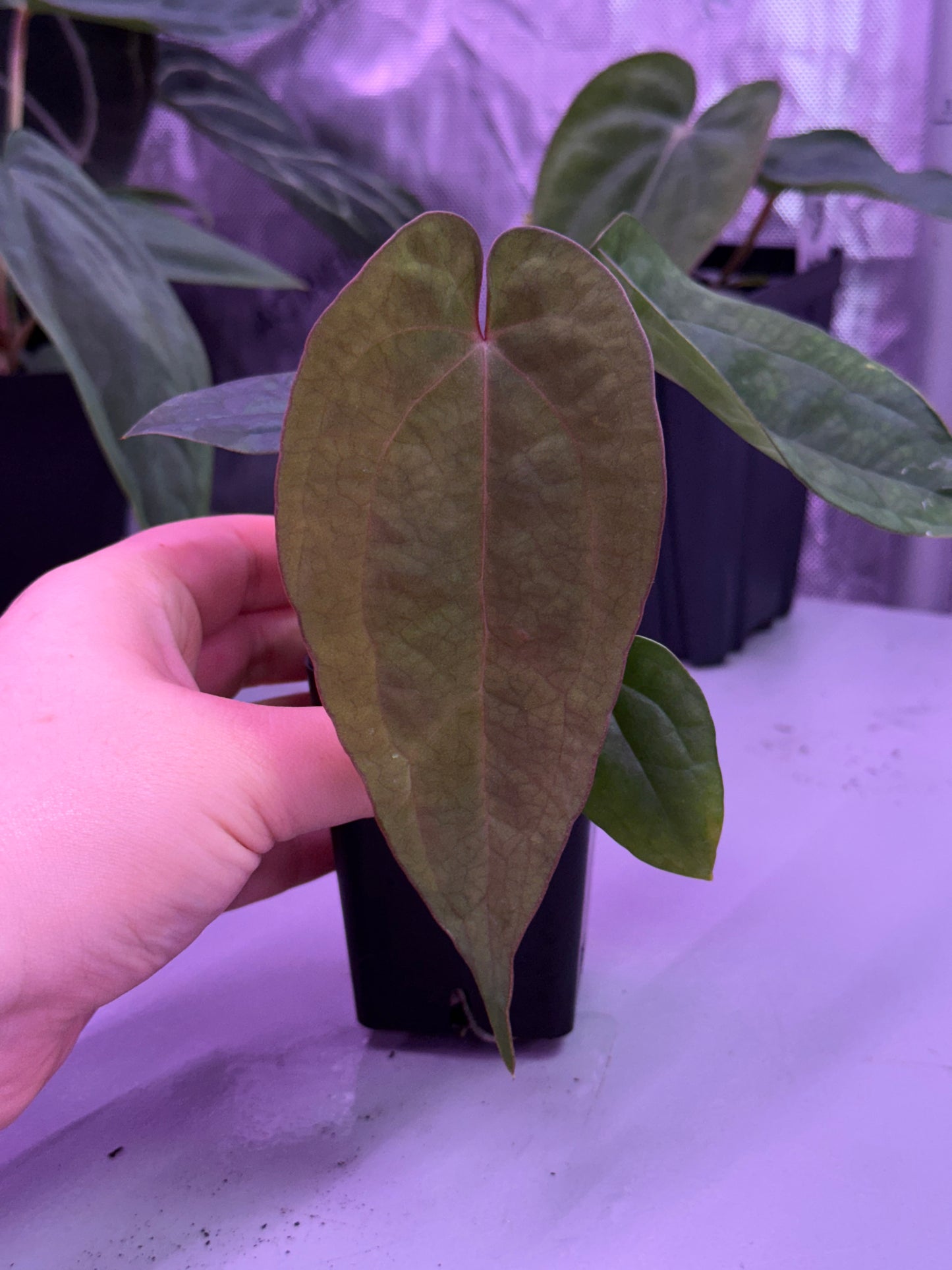 (#1548) Anthurium (AOS x BVEP) x dressleri RG