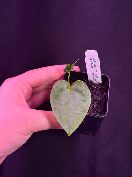 (#853) Anthurium (AOS x BVEP) x papillilaminum "Voldemort"