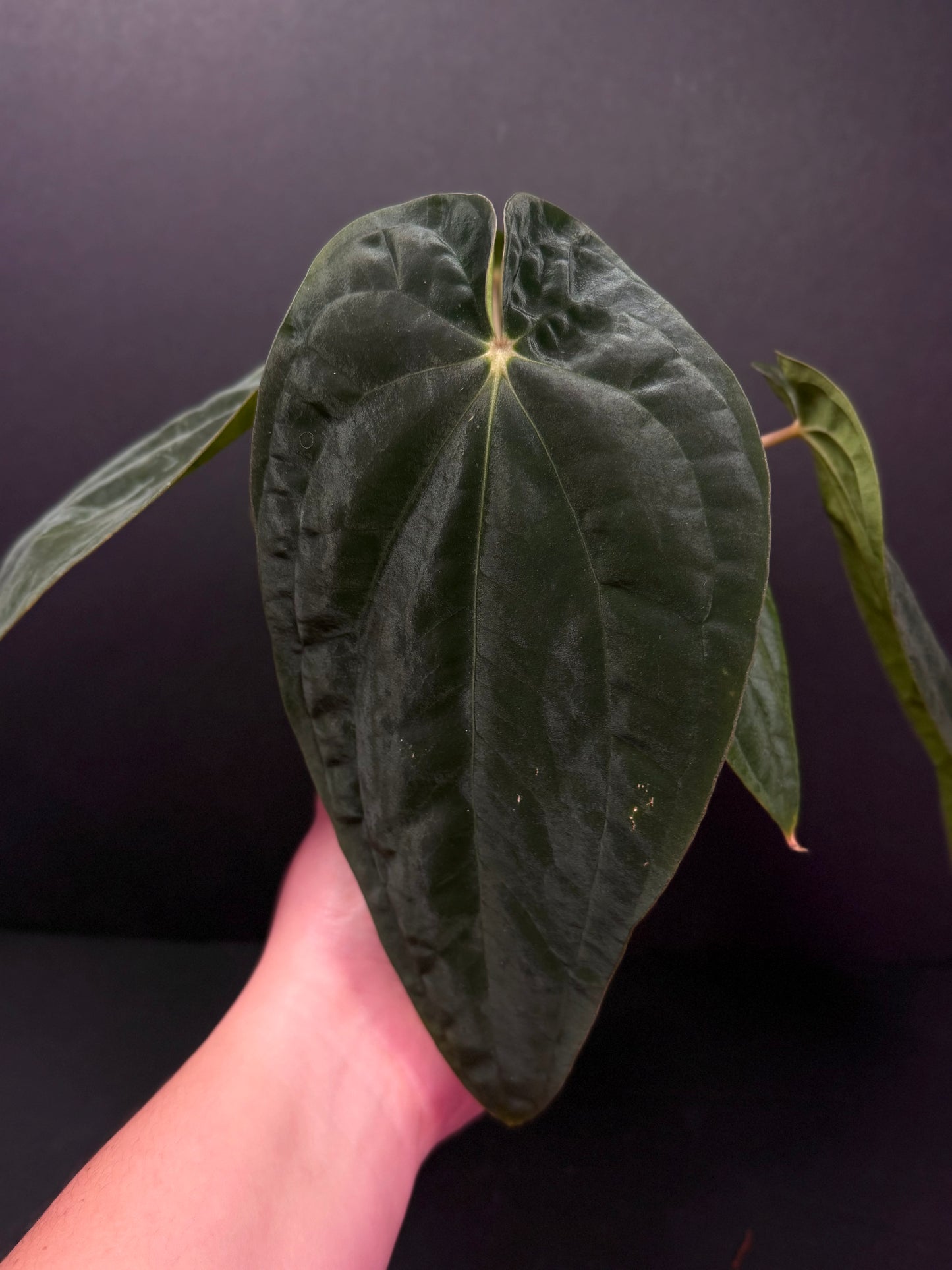 (#318) A. antolakii (BVEP) “T1” x “Tezula F4” in cataphyll