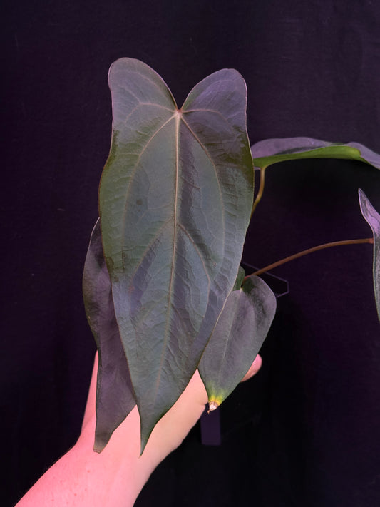 (#845) Anthurium (carlablackiae x portillae) x sp. nov. DF