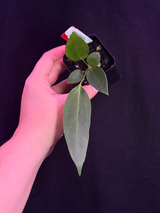 (#828) *narrow* Anthurium gx. "World War"
