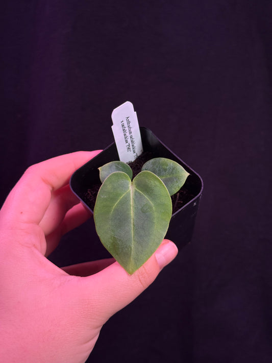 (#852) Anthurium carlablackiae “T1” x carlablackiae "PM1"