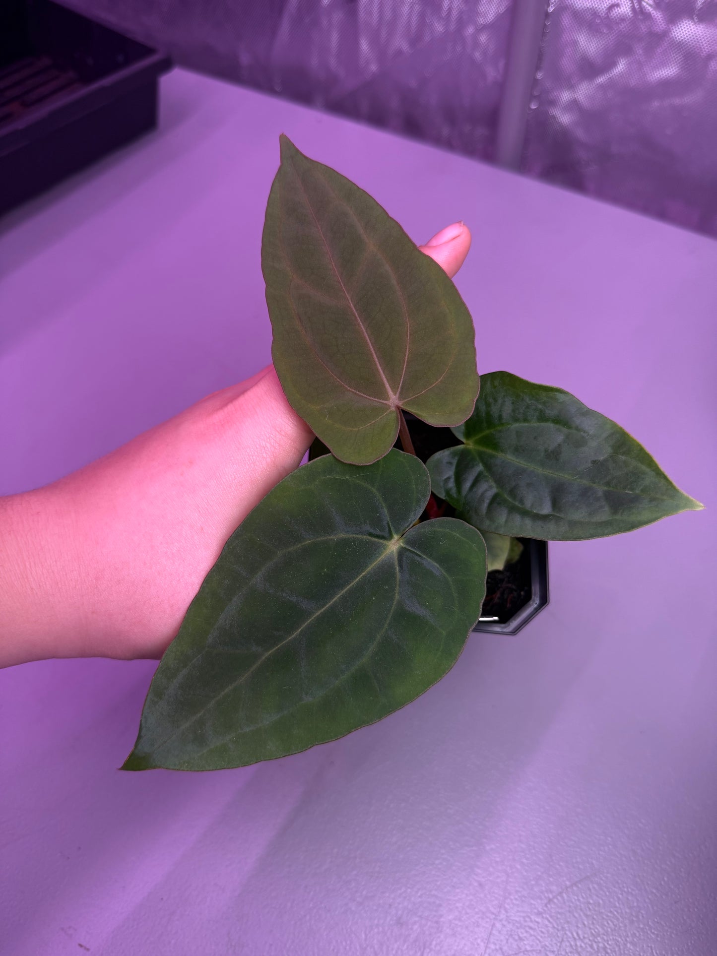 (#1455) Anthurium carlablackiae x dressleri RG