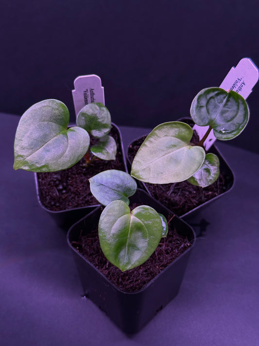 Growers choice: Anthurium papillilaminum "Voldemort" x self