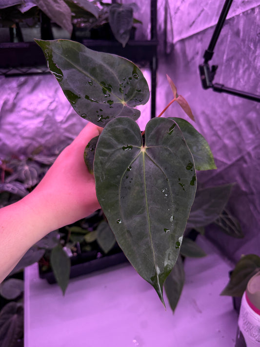 (#1486) Anthurium pap “Voldemort” s1 x carlablackiae “Arachne”
