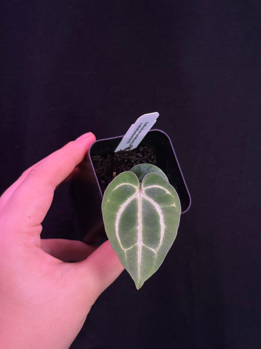 (#840) Anthurium carlablackiae “SKG” x carlablackiae (5x10)
