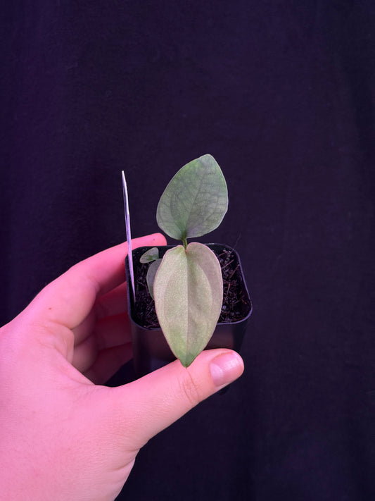 (#847) Anthurium "Huanuco Velvet" x gx. "Mr World Wide"