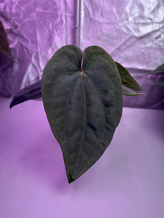 Anthurium dressleri F2 dark clone x “Black” by Granthuriums