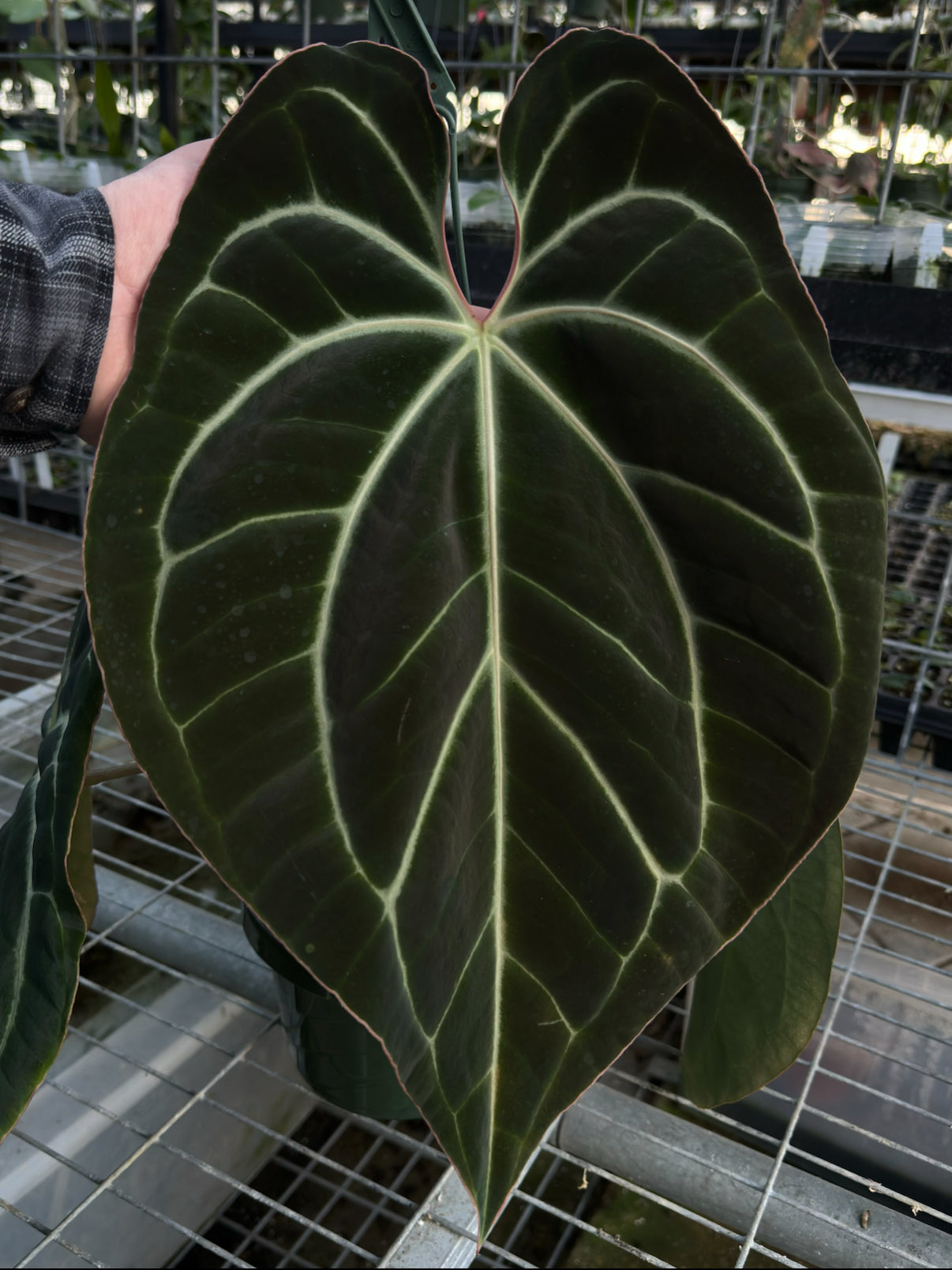 Growers choice: (Red Crystal x debile) x besseae aff