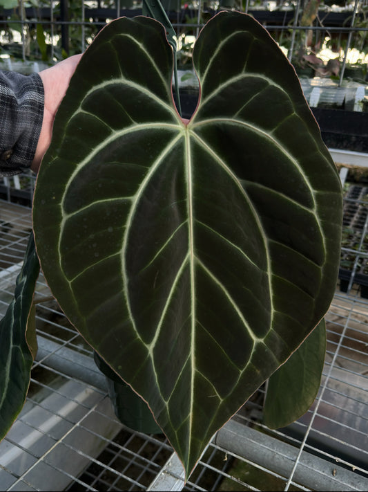 Growers choice: (Red Crystal x debile) x besseae aff