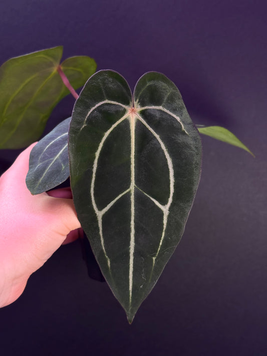 (#519) Anthurium carlablackiae (RA4xRA1) x “T1”