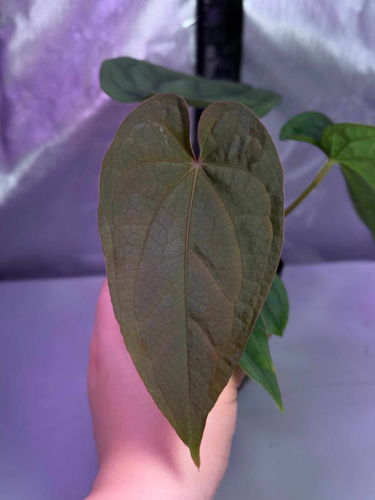 (#513) Anthurium (AOS x BVEP) x dressleri RG