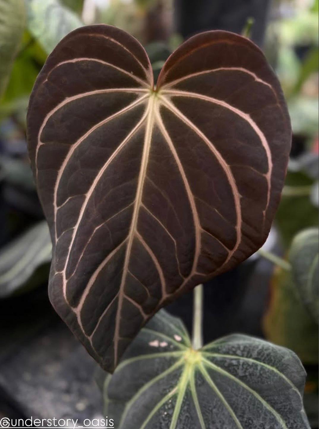 New Arrivals – PhytoRot Plant Company
