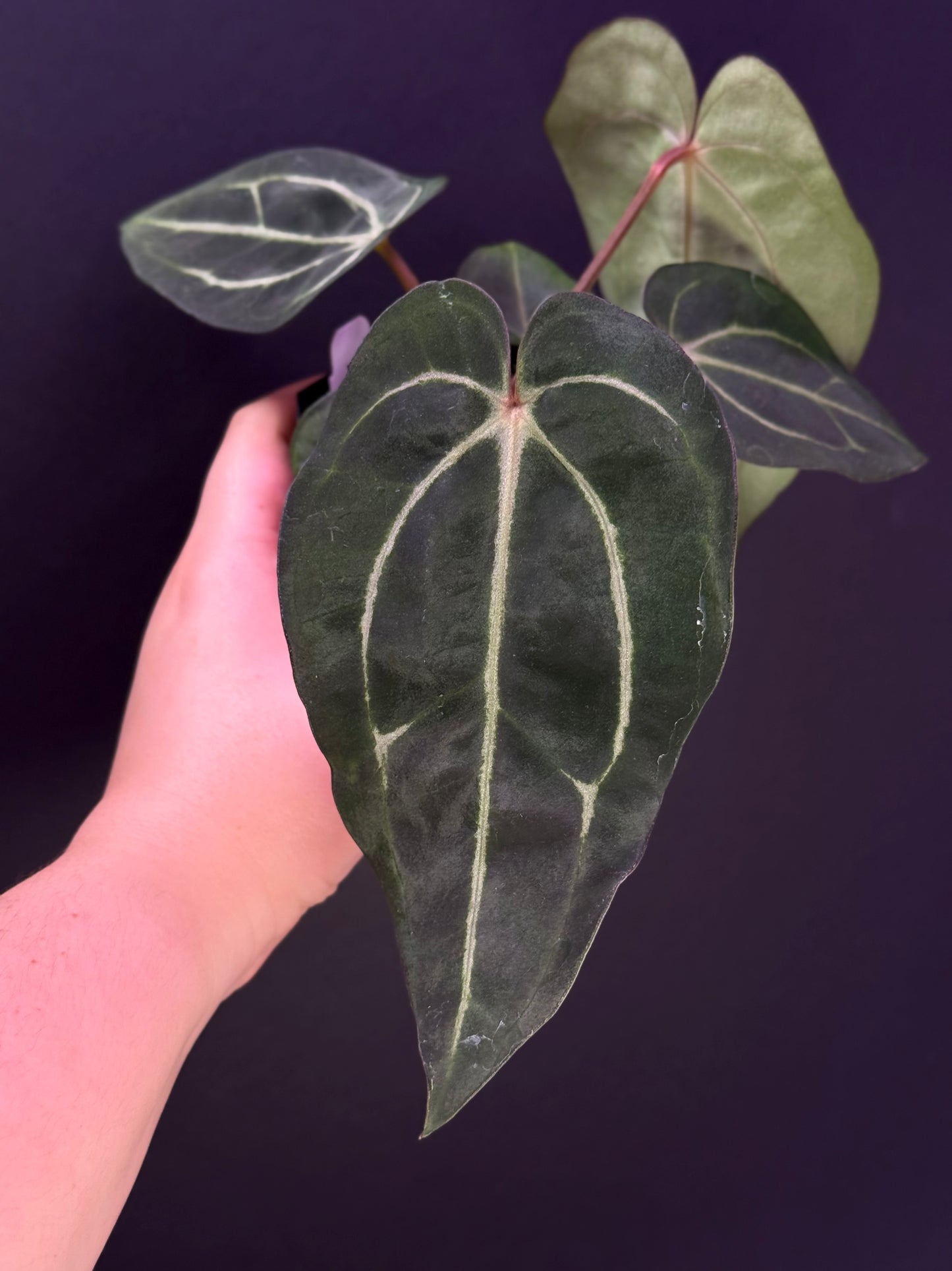(#519) Anthurium carlablackiae (RA4xRA1) x “T1”