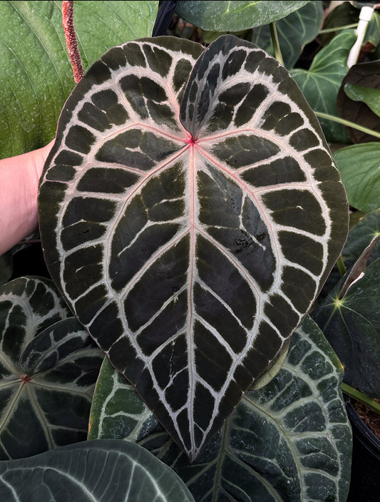 Growers choice: “Wonderboy lineage” x open seedling
