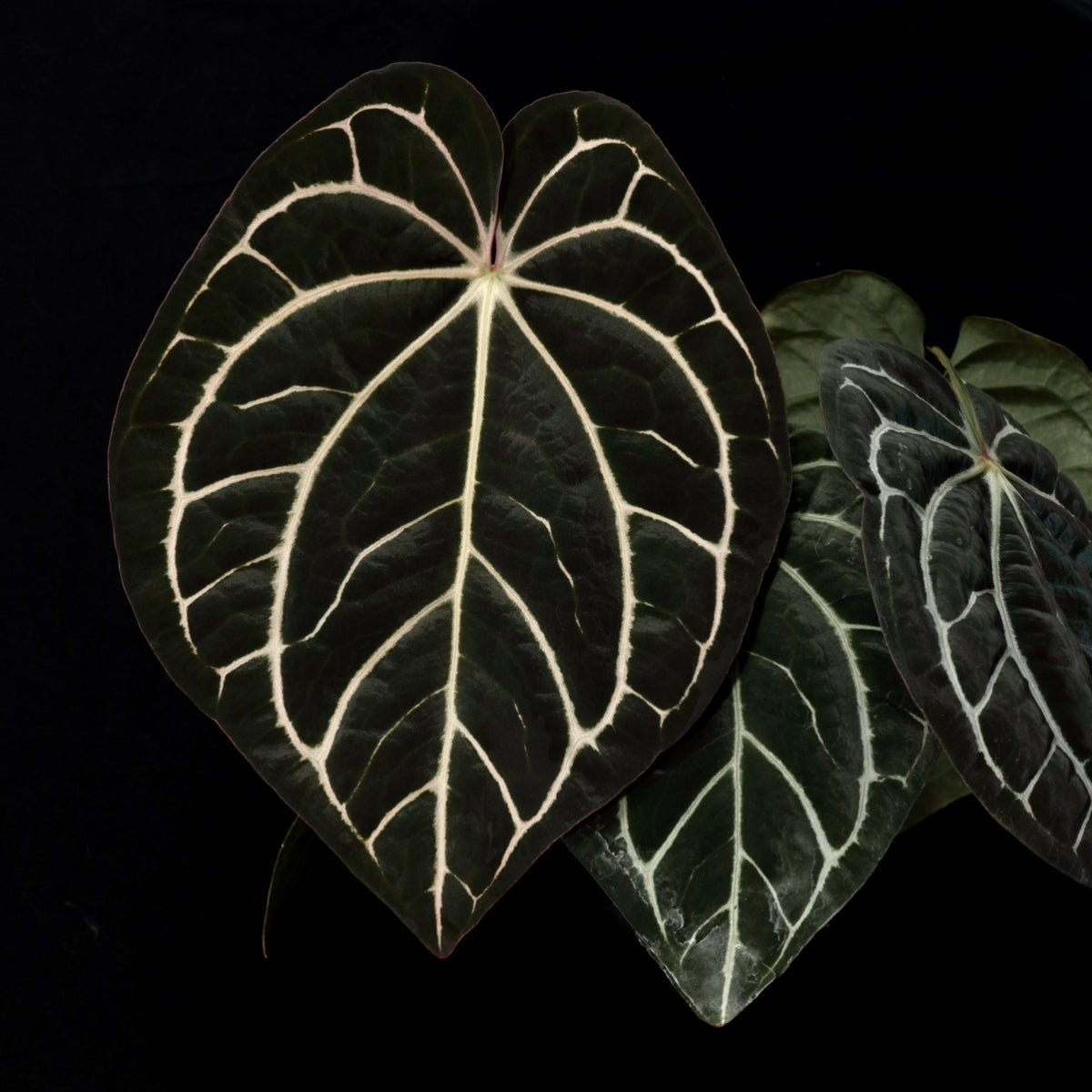 ✨NEW✨ Anthurium carlablackiae (Unnumbered RA) x “T7”