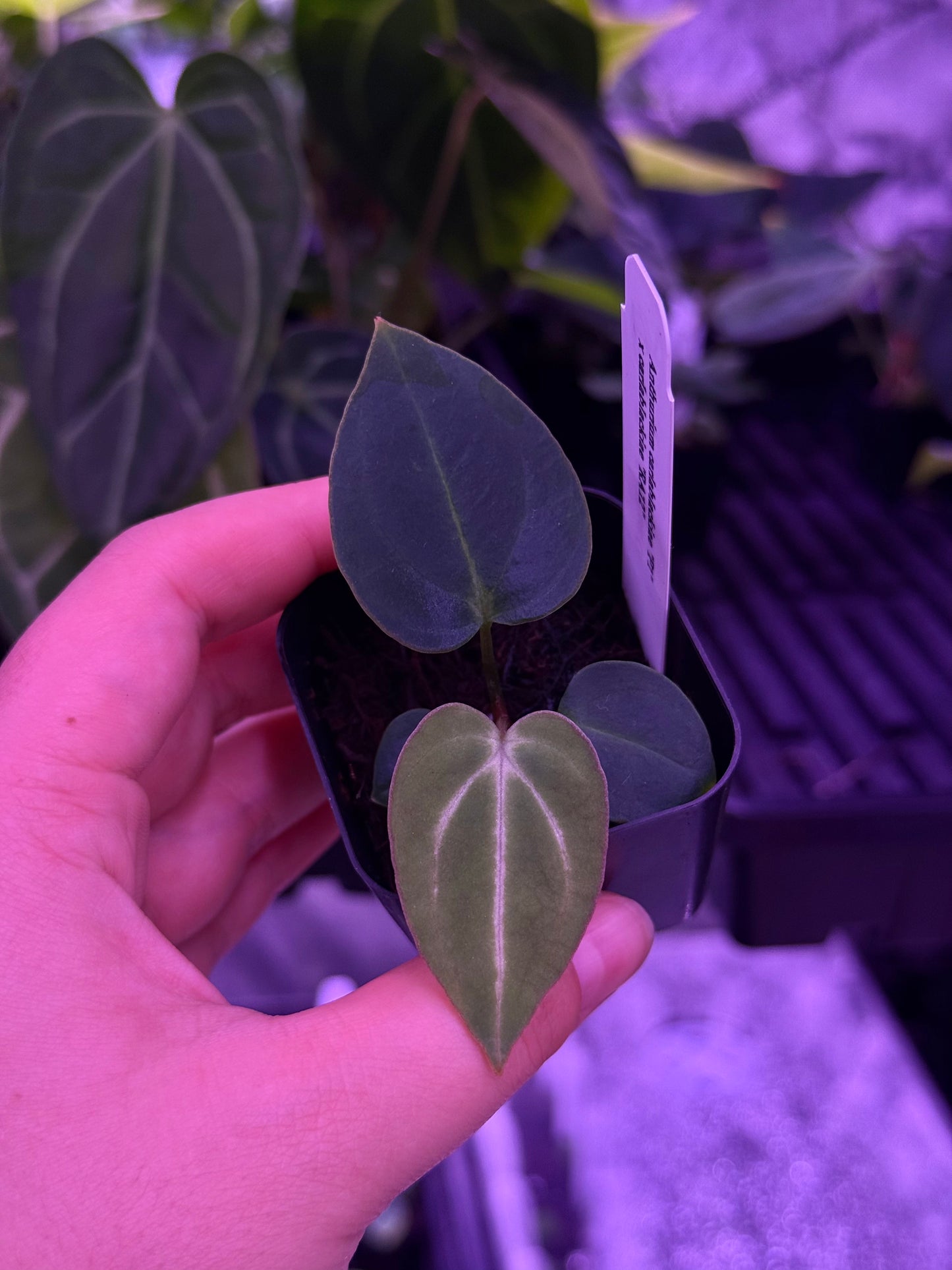 Growers choice:  A. carlablackiae “P1” x “RA12” seedling