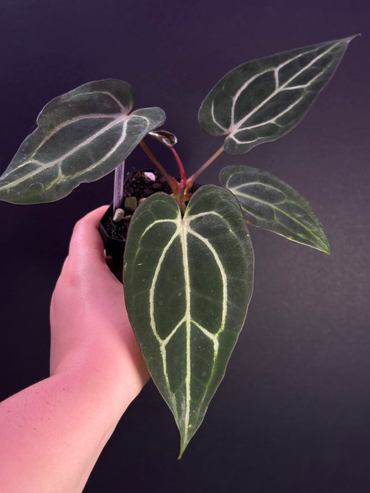 (#1450) Anthurium carlablackiae