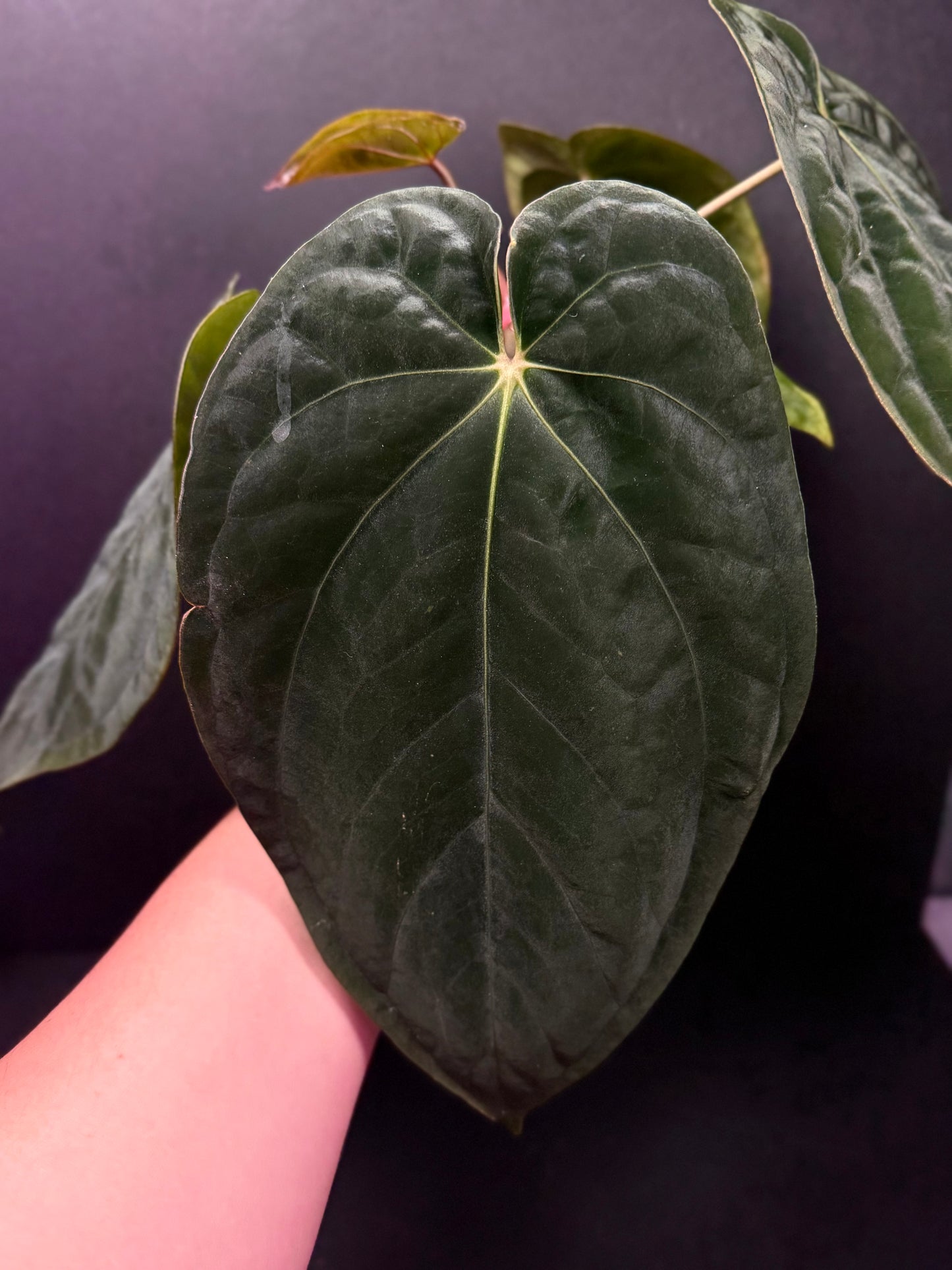 (#861) A. antolakii (BVEP) “T1” x “Tezula F4” in cataphyll