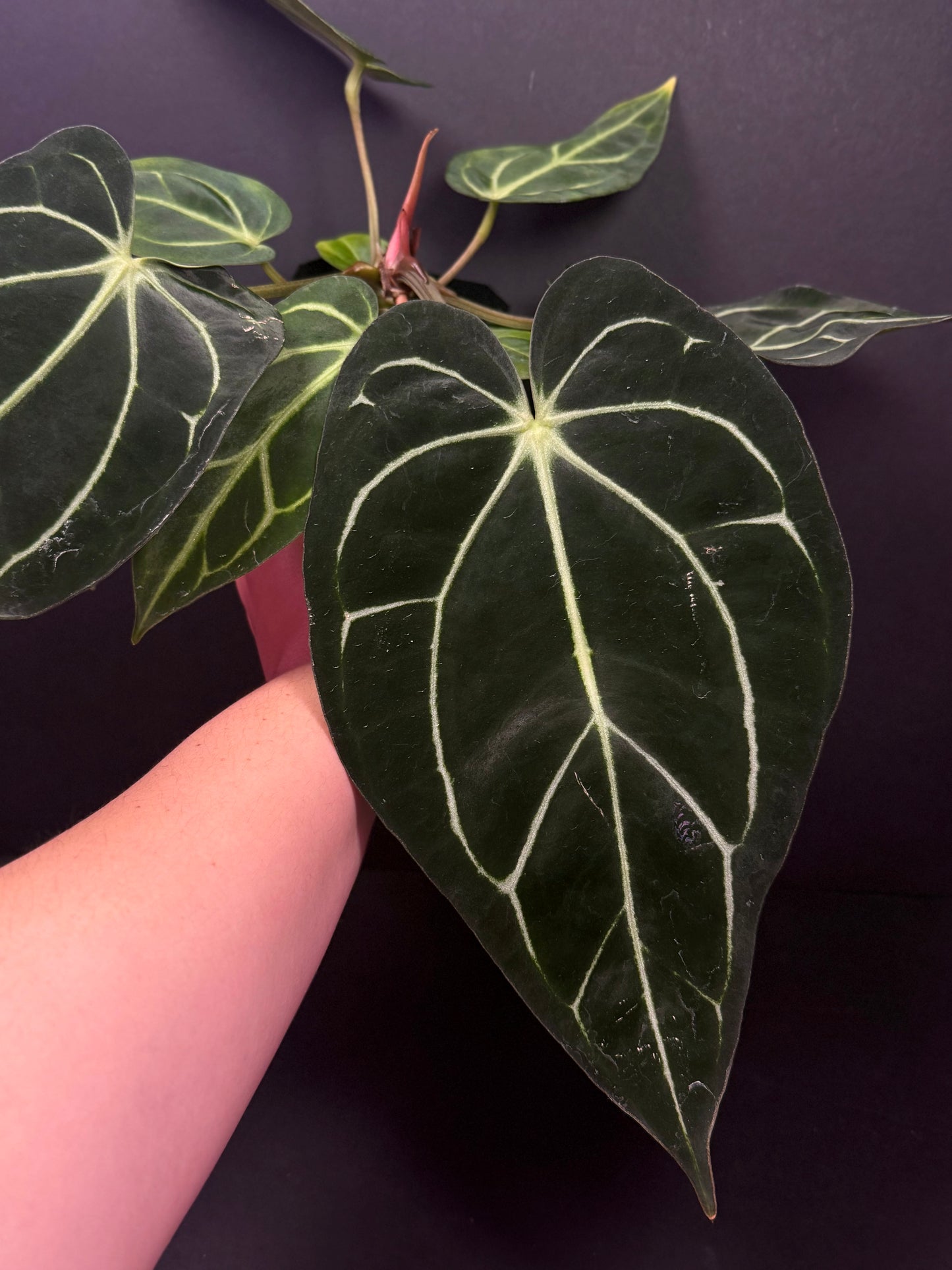 (#860) A. carlablackiae (OG5xRA4) x “T1” in cataphyll