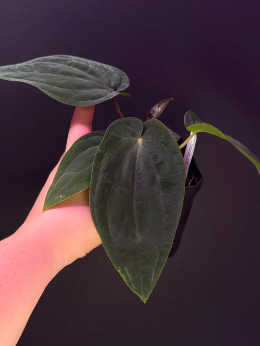 (#318) Anthurium antolakii (BVEP) “T1” x (Tezula F4)