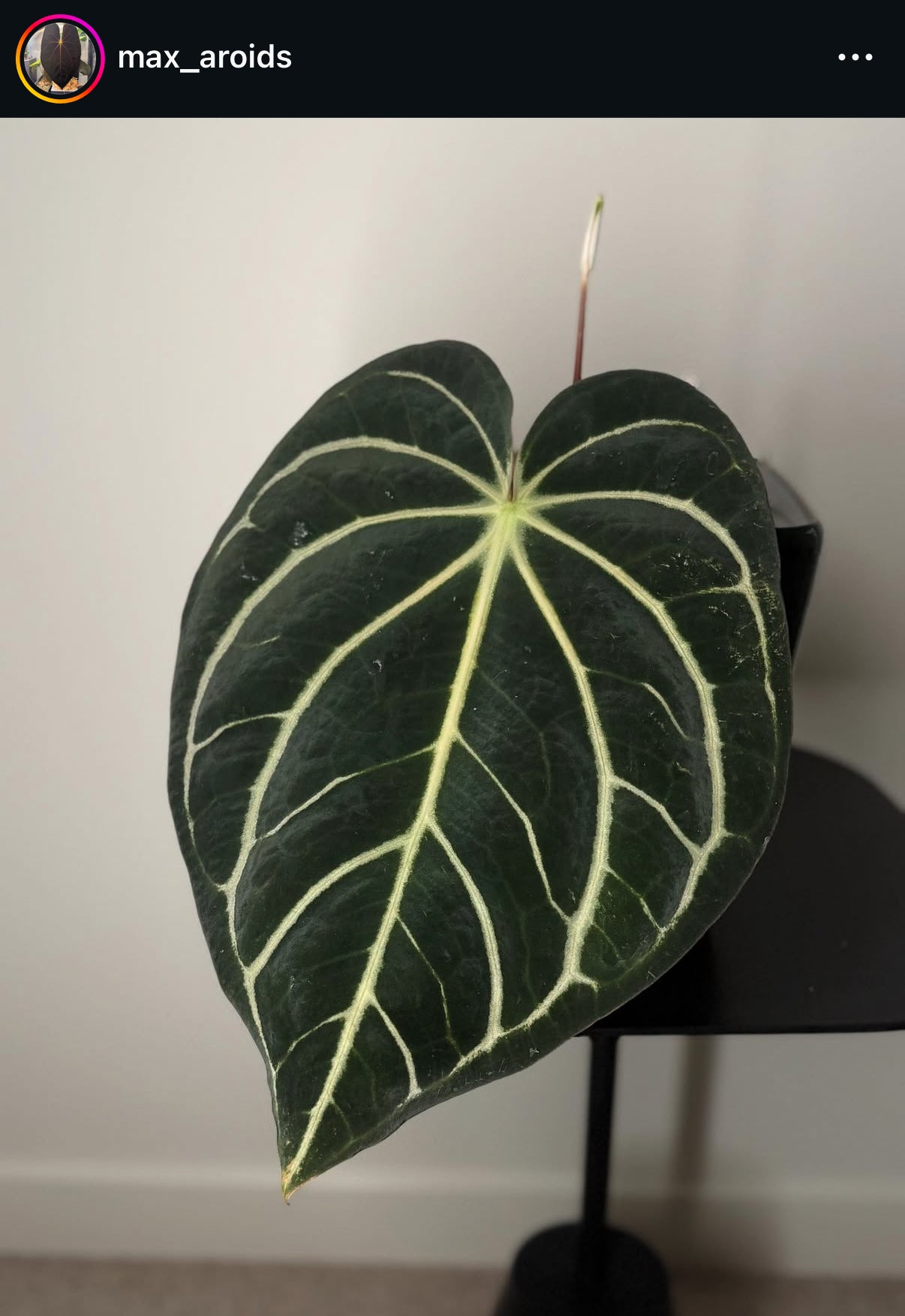 (#1546) Anthurium carlablackiae “T1” x “PM1”