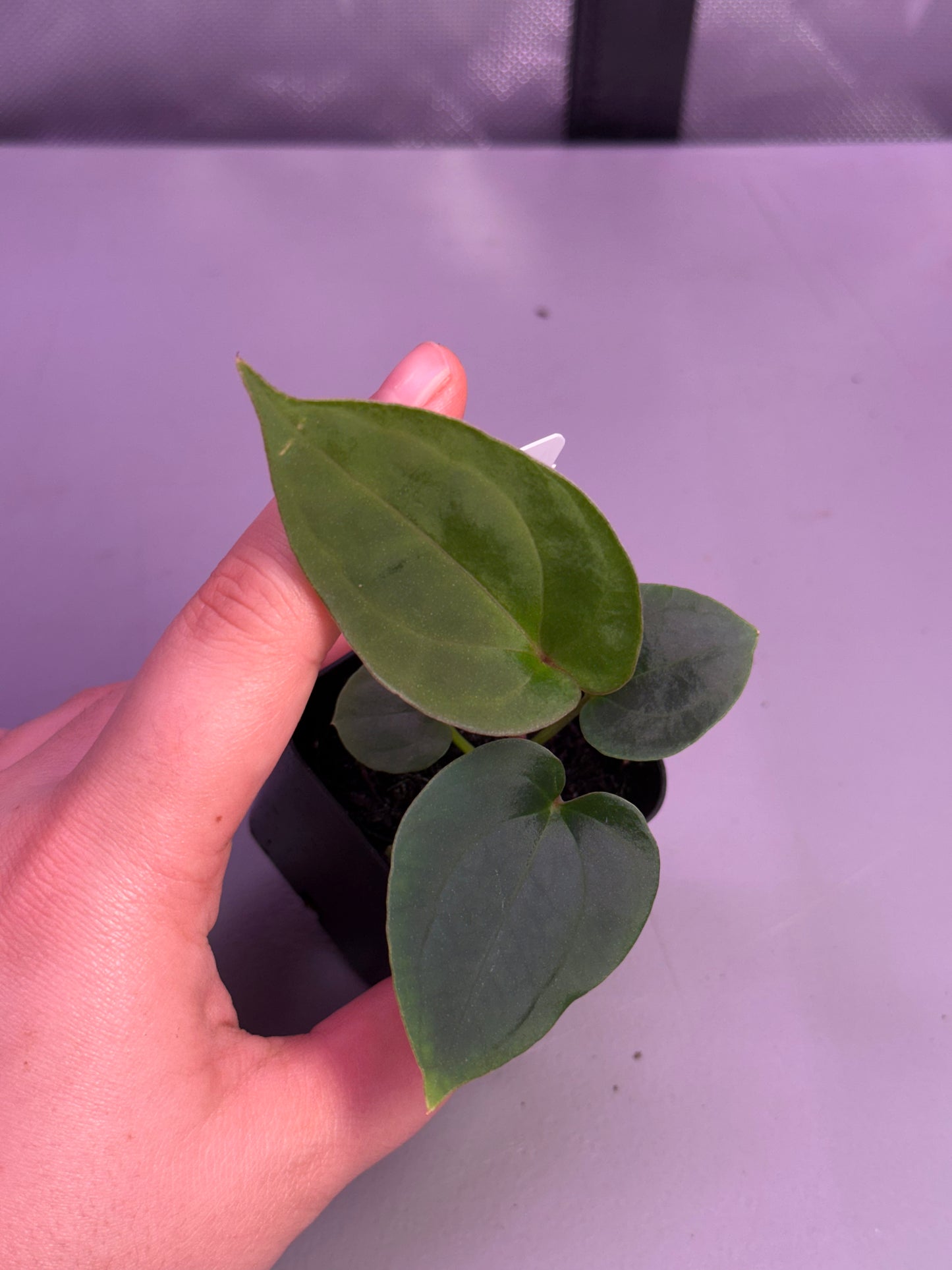 (#512) Anthurium (“Red Crystal” x debilis) x besseae aff