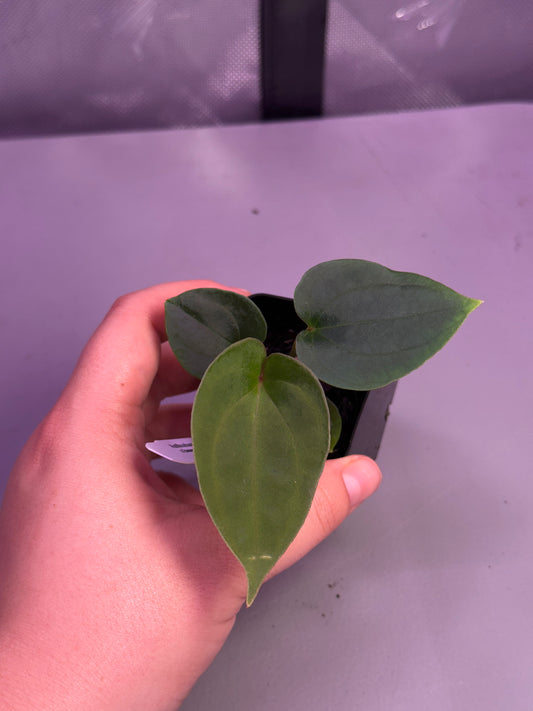 (#512) Anthurium (“Red Crystal” x debilis) x besseae aff