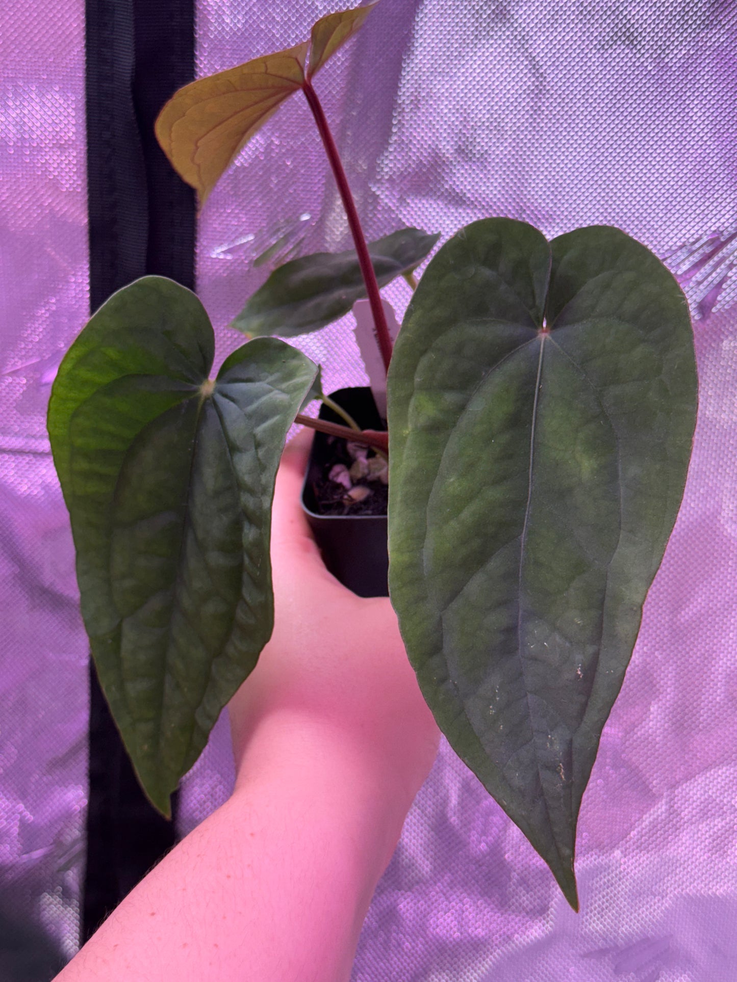 (#513) Anthurium (AOS x BVEP) x dressleri RG