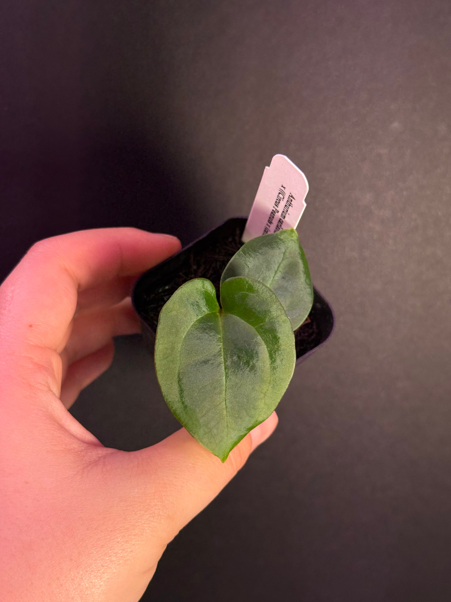(#514) Anthurium carlablackiae x ((