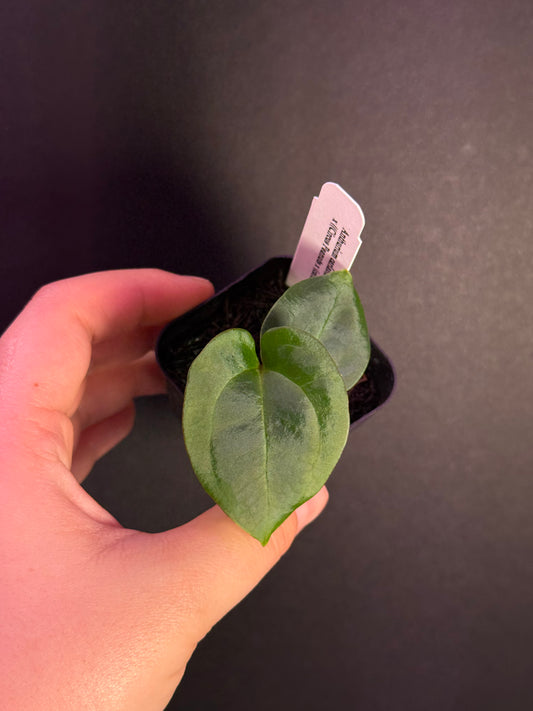 (#514) Anthurium carlablackiae x ((